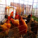 ���� ����, �������, 71 ��� - ��������� 8 ������� 2015 � ������ ���� ����������