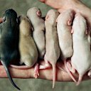 ���� ������, ��������, 53 ���� - ��������� 1 ��� 2015 � ������ ������ ��������