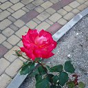 ���� �����, ������ - ��������� 25 ��� 2015 � ������ ��������