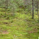 ���� ���������, ������, 55 ��� - ��������� 15 ���� 2015 � ������ ���� ����������