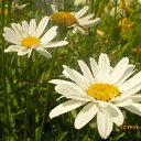 ��������� ������� ������� �� ������� ��� ����