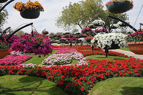 Dubai Miracle Garden -       - 6