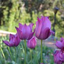 ���� �������, ��������, 53 ���� - ��������� 31 ��� 2015 � ������ ������� ������� .�