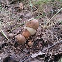 ���� ���������, �������� - ��������� 11 ������� 2015 � ������ ���� ����������