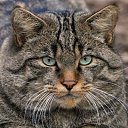 ���� �������, �������, 49 ��� - ��������� 10 ���� 2015 � ������ ���� ����������