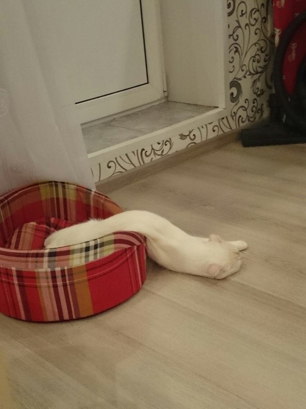    ,   -  