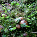  Stanislav, , 66  -  5  2015    