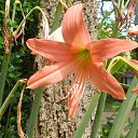    -  ,  -  4  2015    2014.  Lawana.  7-.