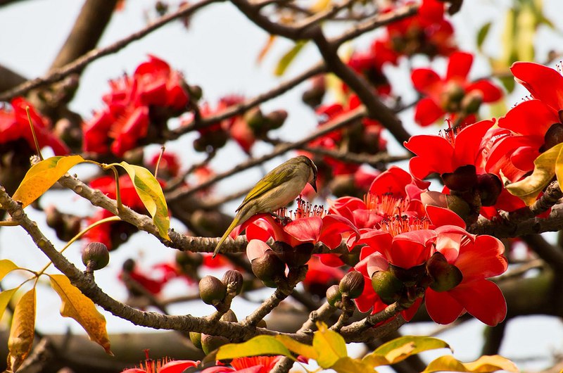    Bombax ceiba.    -  -  ... - 13