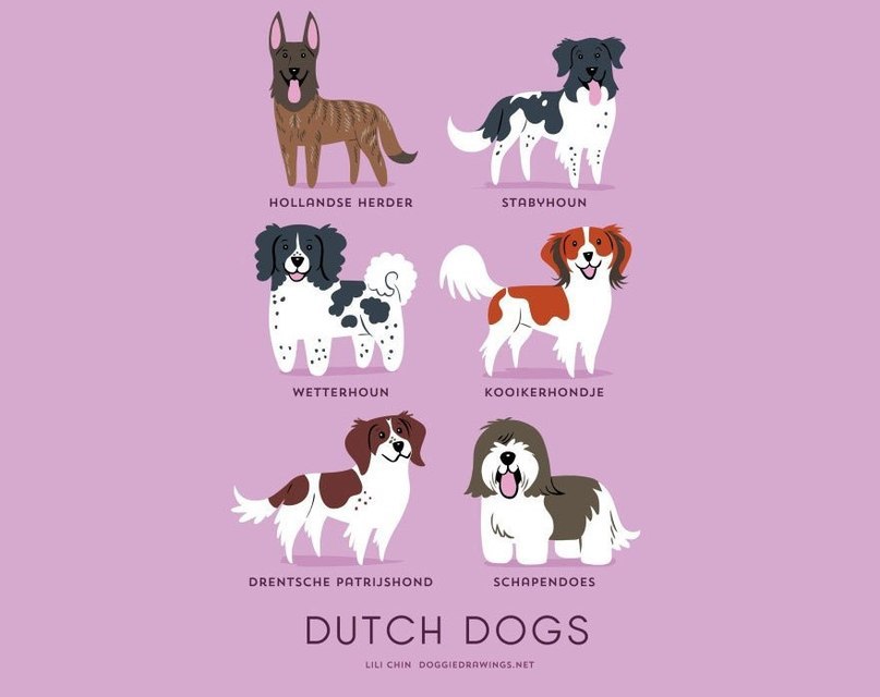 Dog breeds - 10