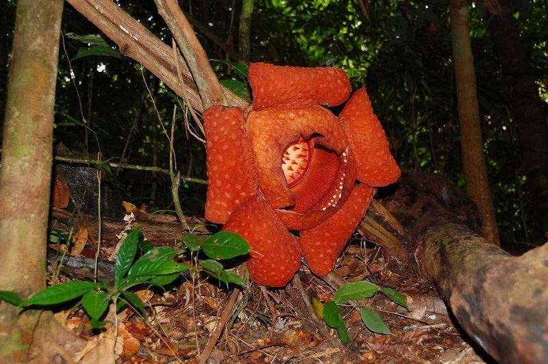   / . (. Borneo),   (. Kalimantan) -  ... - 5