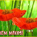 ���� �����, ������� - ��������� 15 ���� 2015 � ������ �������� ��������