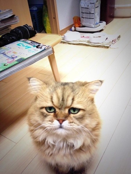 !    -   - (Foo-chan). - 3