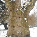 ������� ���� �� ������� ���� ����������