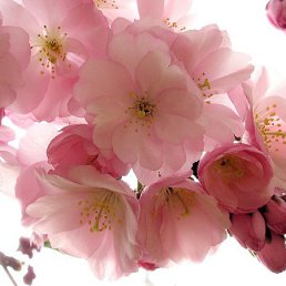 �������, �����-���������, 43 ����