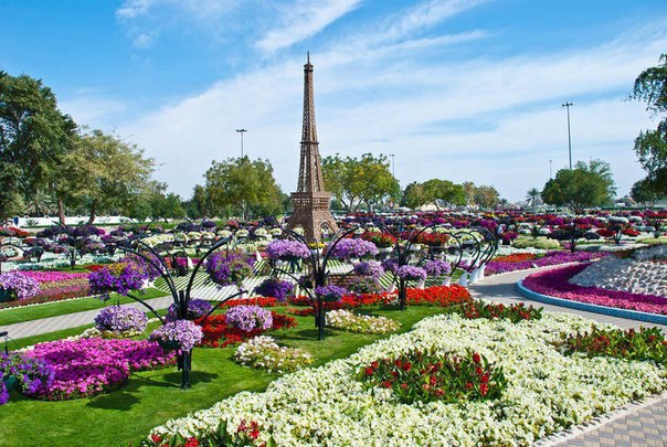 Dubai Miracle Garden -       - 7