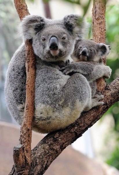.#animal@travel.blog - 2