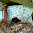 ���� ������, ���, 67 ��� - ��������� 16 ������� 2015 � ������ �������� ��������