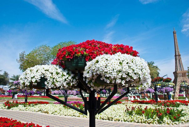 Dubai Miracle Garden -       - 5