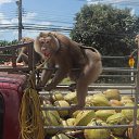 ���� �����, ��������, 36 ��� - ��������� 4 ���� 2015 � ������ ���� ����������