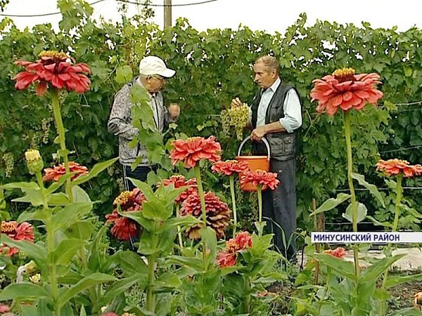 В супермаркет собираются привезти 145 кг винограда