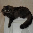   ((())) (     ), , 51  -  23  2015    