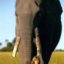 ���� Aleks, ����� ������� - ��������� 13 ������� 2015 � ������ �Elephants�