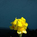 ���� ������ �������, �������, 67 ��� - ��������� 15 ������� 2015 � ������ �������