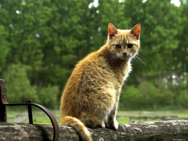 КОТ ИЗ ГОРОДСКОГО ПАРКА.Он мог бы непрерывноплакать,Жалея собственныйудел,Но кот из городскогопаркаС ...