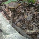 ���� �����, ���������, 58 ��� - ��������� 19 ������ 2015 � ������ ���� ����������