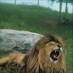 ��� ��, ���������, 43 ����