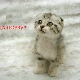 ����, ���������, 34 ����