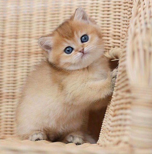  ^^.#animal@travel.blog