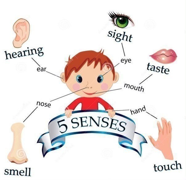 Чувства - Senses. вкус - taste зрение- sight обоняние - smell осязание - touch слух - hearing бегло ...