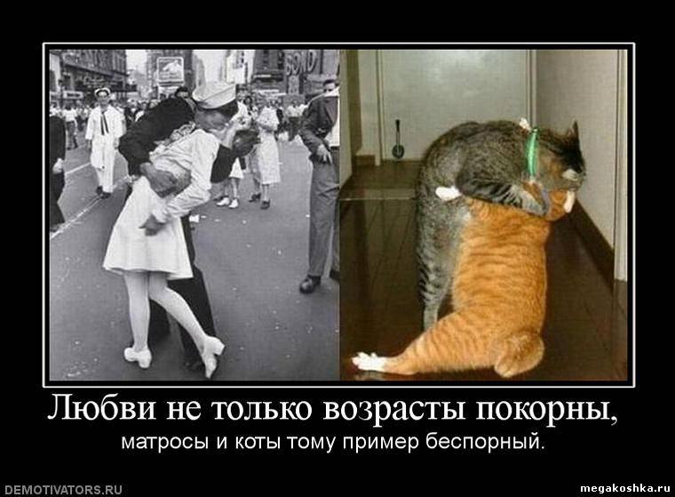 Почему стала сентиментальной. Демотиваторы с котиками. Демотиваторы кошки. Демотиваторы с котами смешные. Прикольные демотиваторы с кошками.