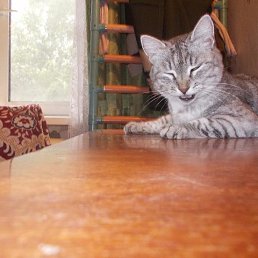 ���� �����, �������, 47 ��� - ��������� 16 ������� 2015