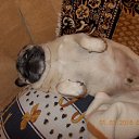 ���� Andrei, ��������, 54 ���� - ��������� 2 ������ 2016 � ������ ���� ����������