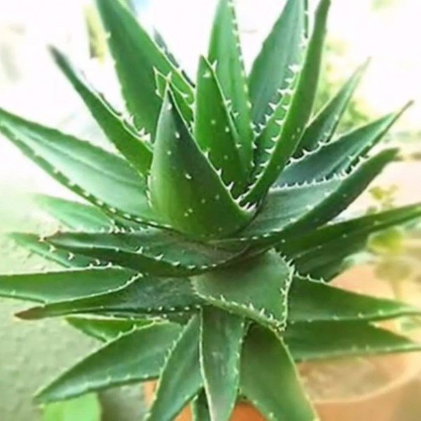 ������ ��������� ��������, ������� ������ ���� � ������ ��������.������ ��������: � ���������, ��� ... - 2