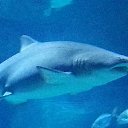 ���� �������, ������, 51 ��� - ��������� 20 ������ 2015 � ������ ����������� 11.11.15�