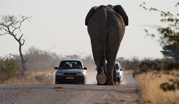     .#animal@travel.blog