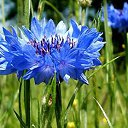 ���� Viktor, ����� - ��������� 15 ������ 2016 � ������ ������ ��������