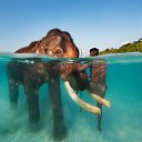 ���� Aleks, ����� ������� - ��������� 13 ������� 2015 � ������ �Elephants�