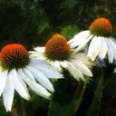 ���� �������, ������, 51 ��� - ��������� 22 ������� 2015 � ������ ���� ����������