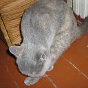 ���� ������, �����-���������, 70 ��� - ��������� 4 ������ 2015 � ������ ����� �����