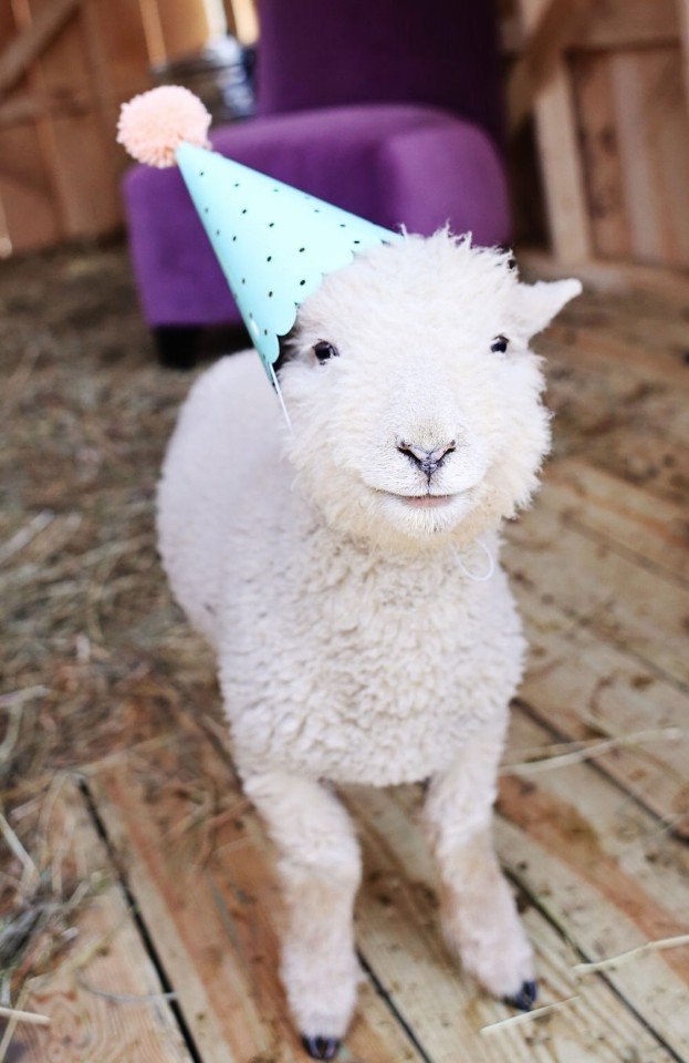    .  =)))).#animal@travel.blog - 5