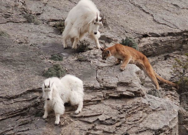 CATS OF ALL - 22 ������ 2015 � 22:21