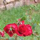  , , 60  -  4  2015   25.10.15.   