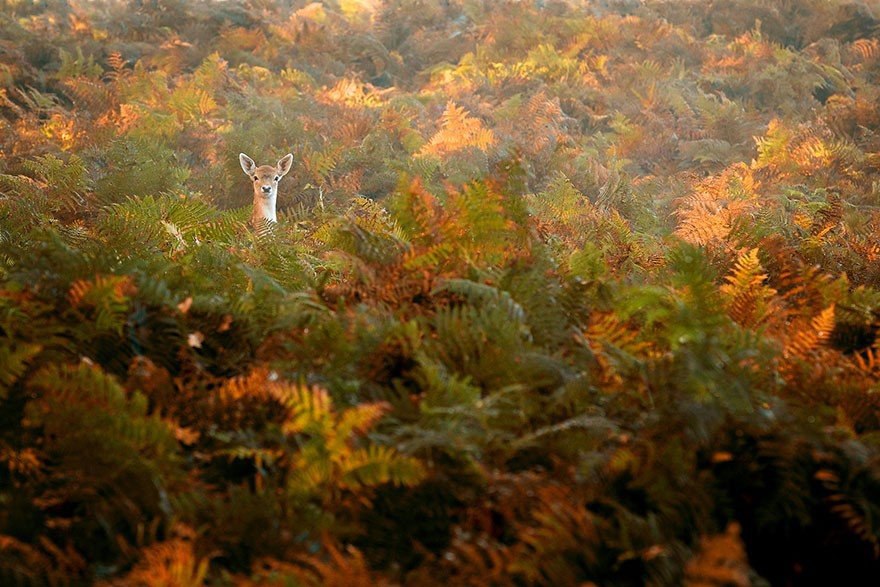    .#animal@travel.blog - 10
