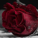 ���� �����, �����-��������� - ��������� 5 ������� 2016 � ������ ���� ����������