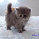 ���� �������, ������������, 40 ��� - ��������� 5 ������� 2015